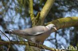 Wood Pigeon