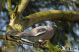 Houtduif (Columba palumbus)