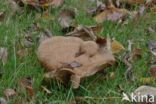 Brown Rollrim (Paxillus involutus)