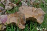 Brown Rollrim (Paxillus involutus)