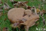 Brown Rollrim (Paxillus involutus)