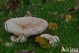 Lactarius torminosus