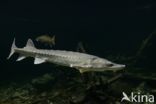 Russian sturgeon (Acipenser gueldenstaedtii)