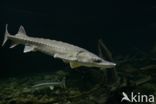 Russian sturgeon (Acipenser gueldenstaedtii)