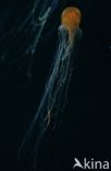 Compass Jellyfish (Chrysaora hysoscella)