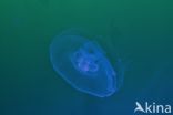 moon jelly