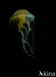 Compass Jellyfish (Chrysaora hysoscella)