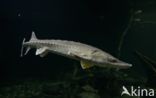 Sturgeon hybrid (Acipenser ruthenus x Huso huso)