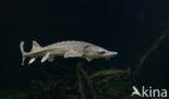 Sturgeon hybrid (Acipenser ruthenus x Huso huso)