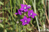 Klein spiegelklokje (Legousia hybrida)