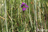 Klein spiegelklokje (Legousia hybrida)