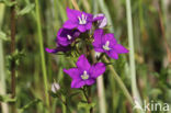 Klein spiegelklokje (Legousia hybrida)