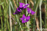 Klein spiegelklokje (Legousia hybrida)