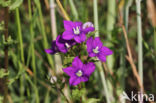 Klein spiegelklokje (Legousia hybrida)