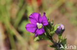 Klein spiegelklokje (Legousia hybrida)