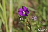 Klein spiegelklokje (Legousia hybrida)