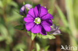 Klein spiegelklokje (Legousia hybrida)