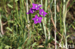 Klein spiegelklokje (Legousia hybrida)