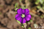 Klein spiegelklokje (Legousia hybrida)