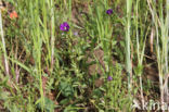 Venus s-looking-glass (Legousia hybrida)