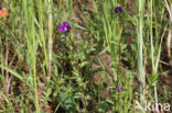 Klein spiegelklokje (Legousia hybrida)