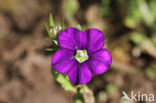 Klein spiegelklokje (Legousia hybrida)