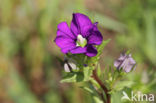 Klein spiegelklokje (Legousia hybrida)