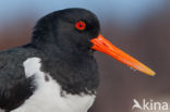 Oystercatcher (Haematopus ostralegus)