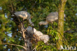 Lepelaar (Platalea leucorodia)