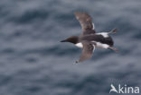 Guillemot