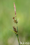 Blauwe zegge (Carex panicea)