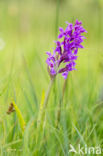 Brede orchis (Dactylorhiza majalis)