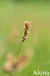 Tweerijige zegge (Carex disticha)