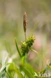 Common Yellow-sedge (Carex oederi subsp. oederi)