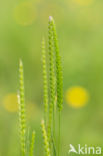 Crested Dog s-tail (Cynosurus cristatus)