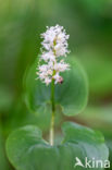 May Lily (Maianthemum bifolium)