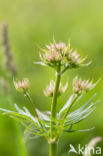 Echte valeriaan (Valeriana officinalis)