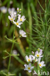 Waterviolier (Hottonia palustris)