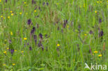 Zwartblauwe rapunzel (Phyteuma spicatum ssp.nigrum)