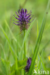 Black-horned Rampion (Phyteuma spicatum ssp.nigrum)