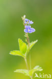 Germander Speedwell (Veronica chamaedrys)