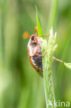 common cockchafer (Melolontha melolontha)