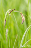 Zwarte zegge (Carex nigra)