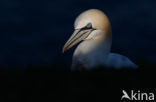 Northern Gannet (Morus bassanus)