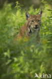 Euraziatische lynx (Lynx lynx)