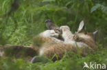 Euraziatische lynx (Lynx lynx)