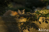 Euraziatische lynx (Lynx lynx)