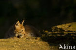 Euraziatische lynx (Lynx lynx)