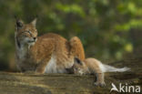 Euraziatische lynx (Lynx lynx)