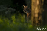 Euraziatische lynx (Lynx lynx)